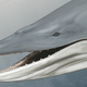 Artist’s depiction of Llanocetus denticrenatus, an ancient precursor to the baleen whale.